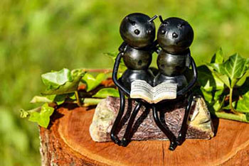 Ants on a Log