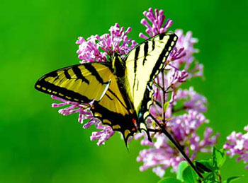 Butterfly Training School